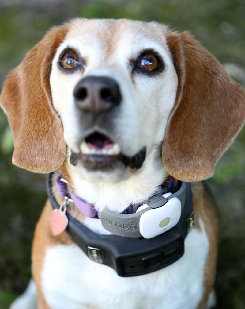 Monitoring Health Through Wearables