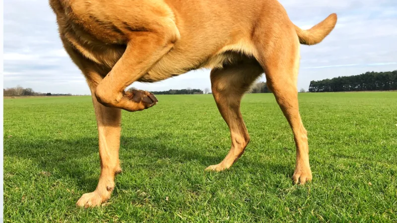 Persistent Lameness or Stiffness
