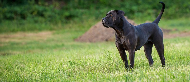 Intelligent Breed