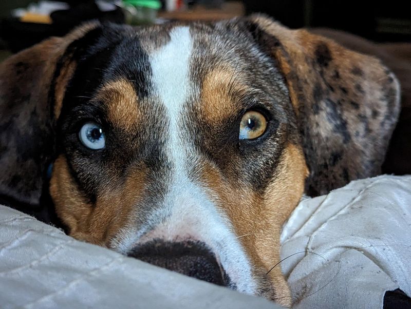 Heterochromia Eyes