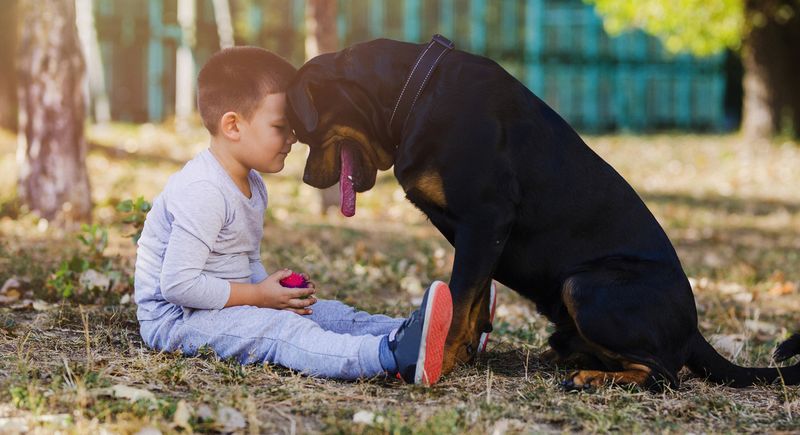 Rottweiler Myths
