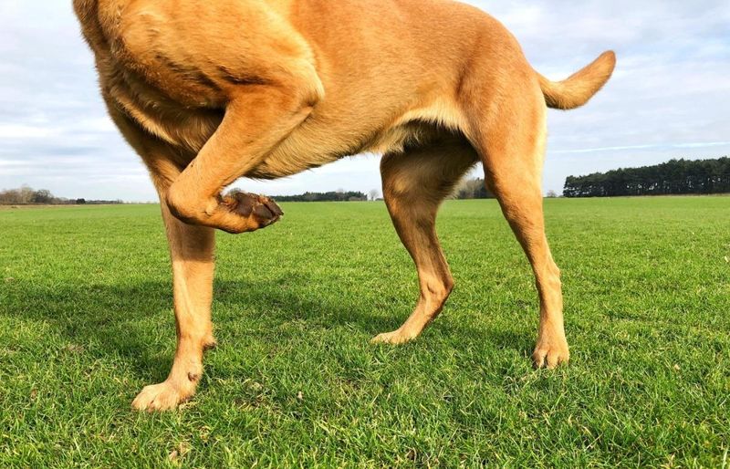 Limping or Lameness