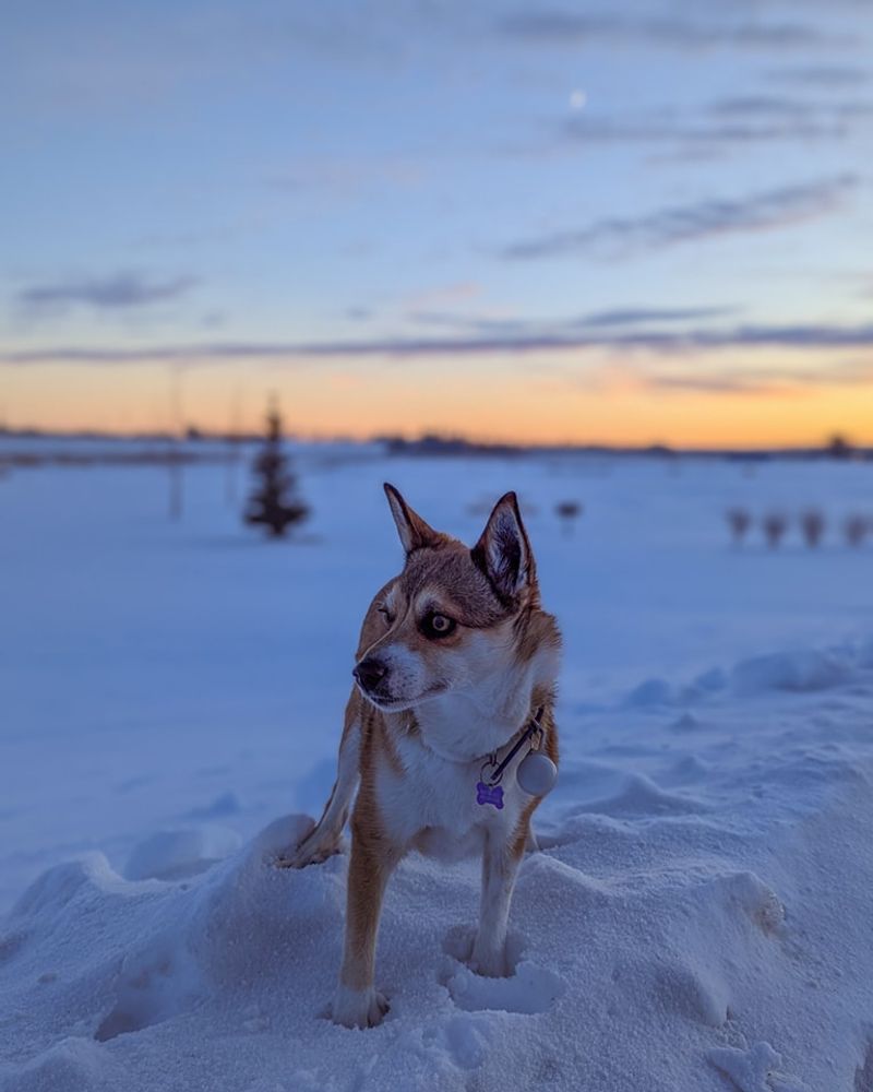 Norwegian Lundehund