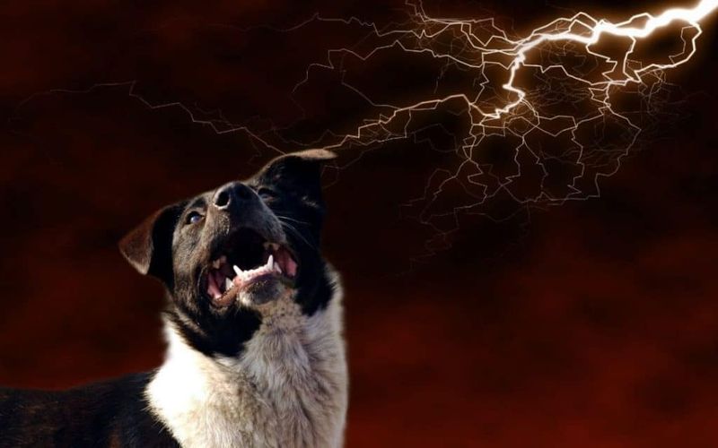 Increased Barking