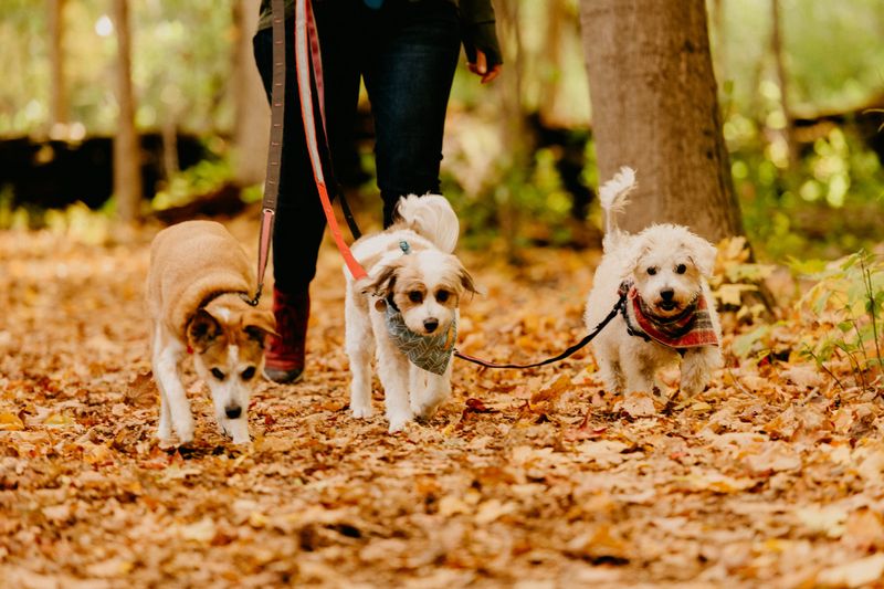 Hire a Dog Walker