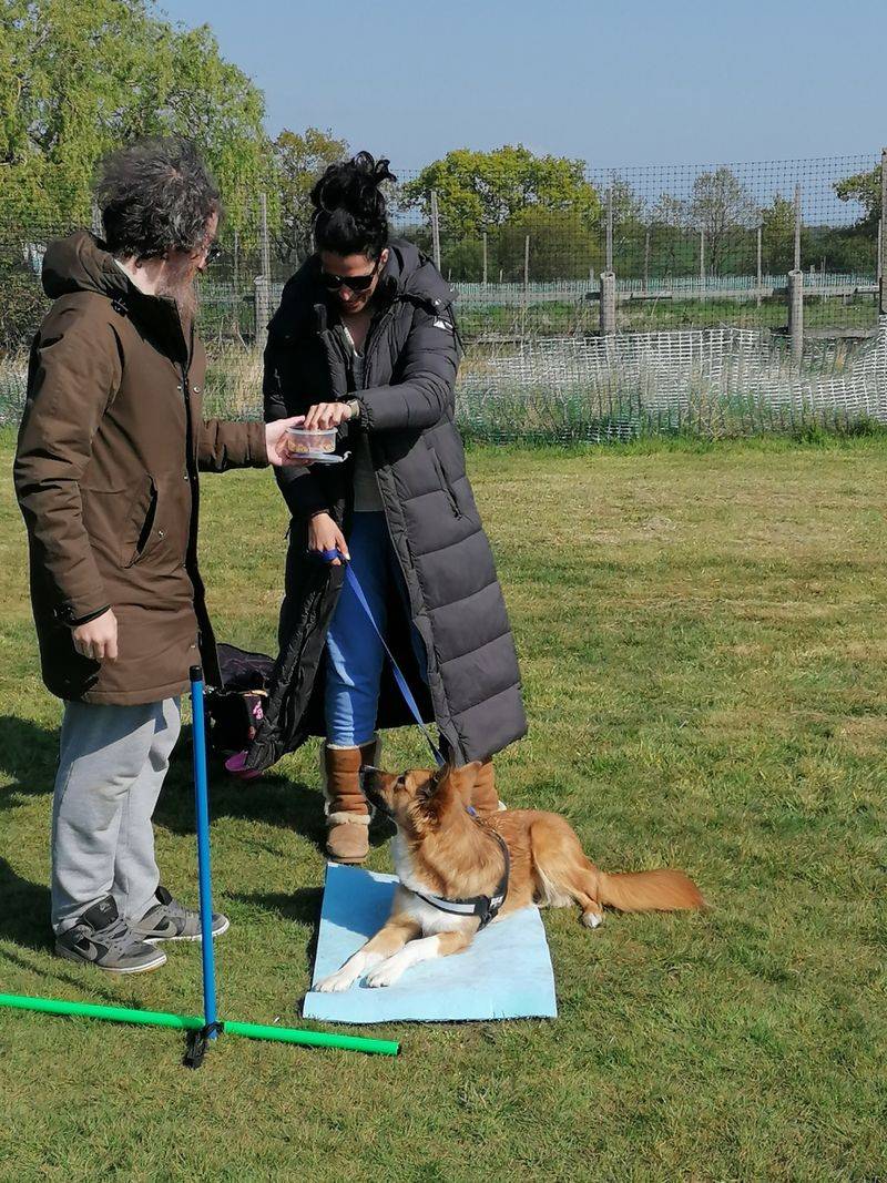 Enroll in Socialization Classes