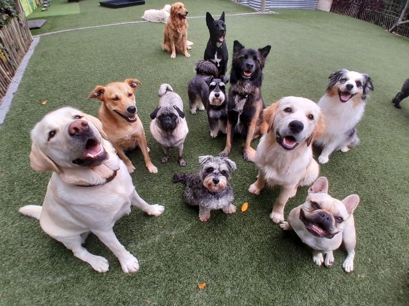 Arrange Doggy Playgroups