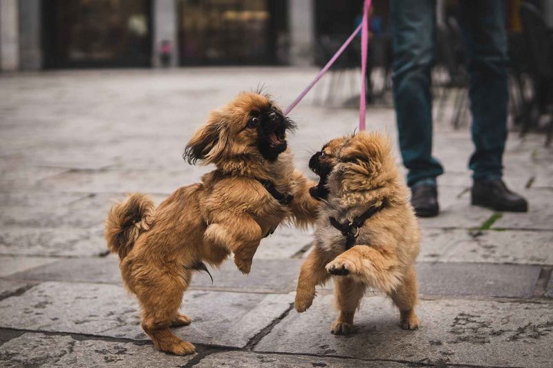 Leash Control