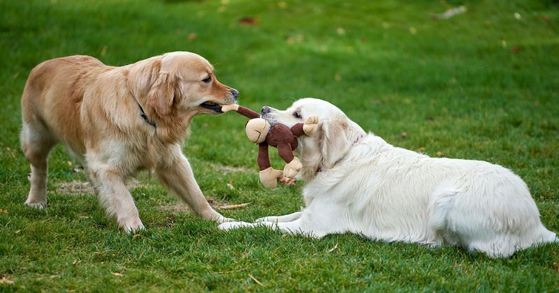 Practice with Familiar Dogs