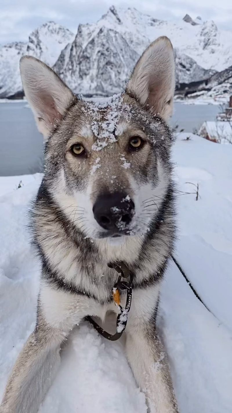 Saarloos Wolfdog