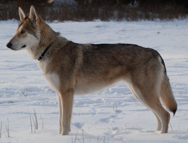 Saarloos Wolfdog