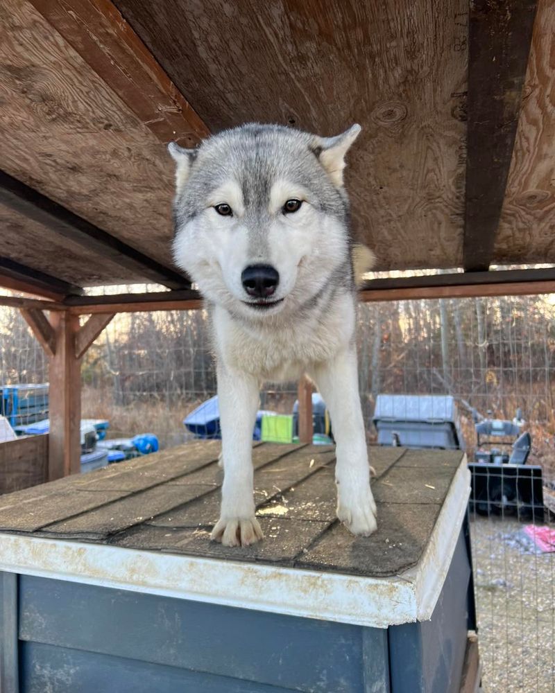 Canadian Eskimo Dog