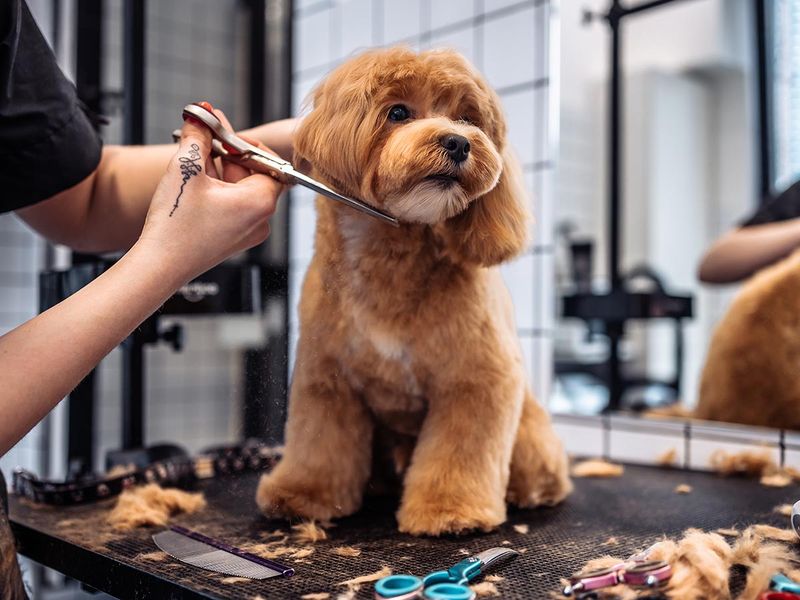 Grooming