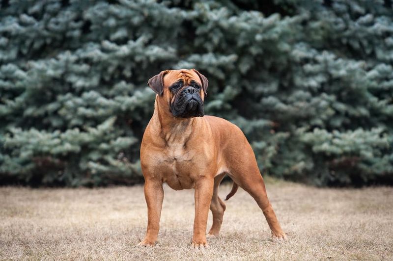 Brawny Bullmastiff