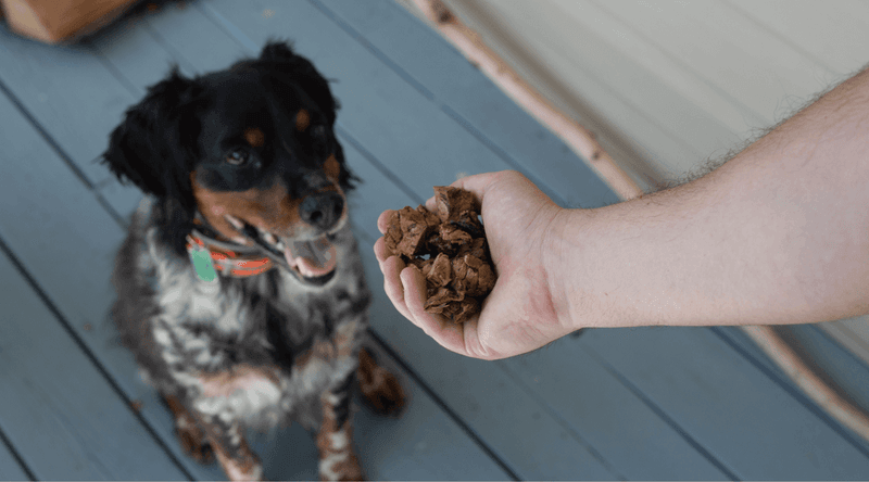 Positive Reinforcement Strengthens Bonds
