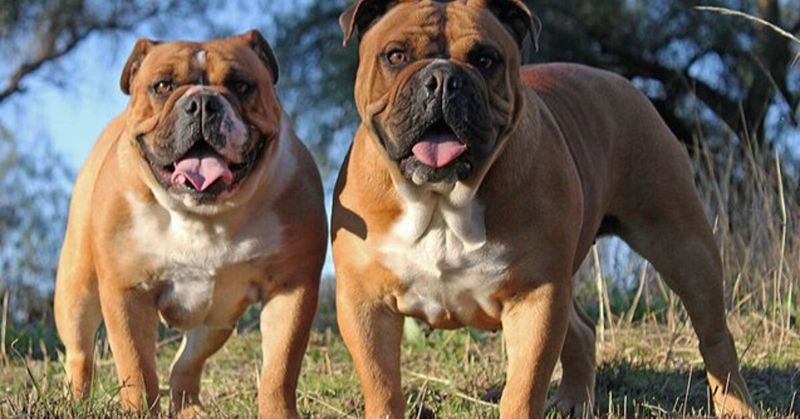 Australian Bulldog