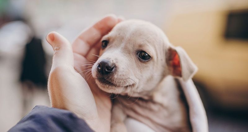 Understanding Adoption Costs