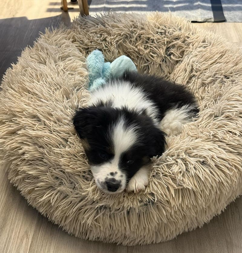 Cuddly Collie