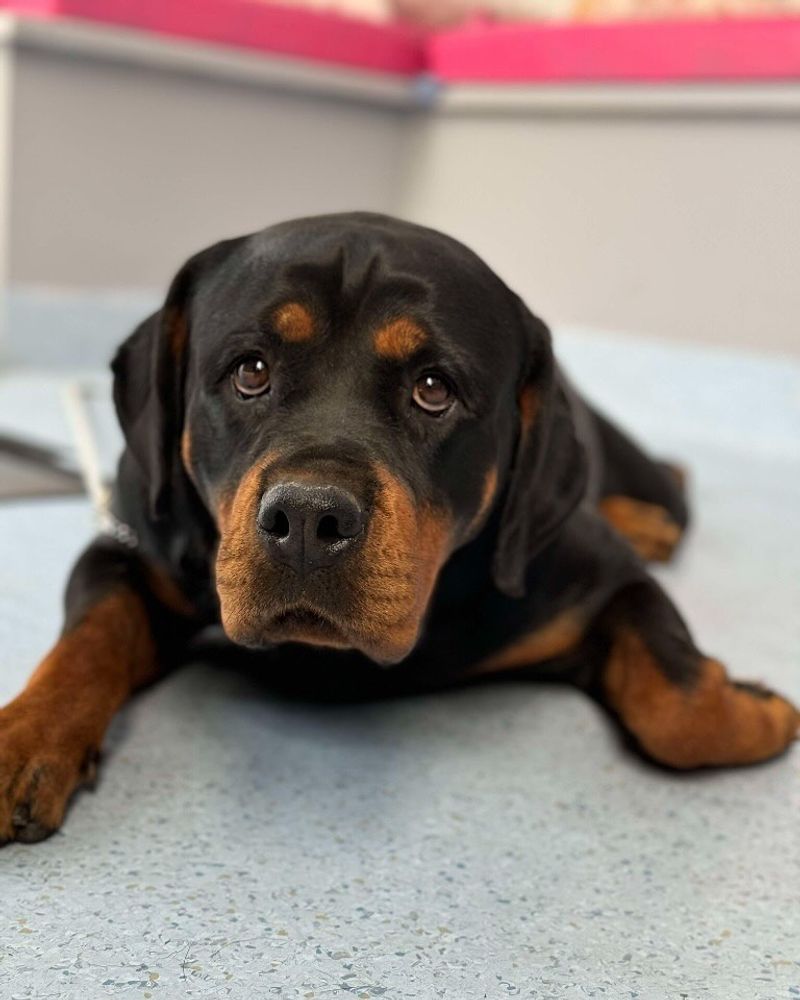 Rottweiler