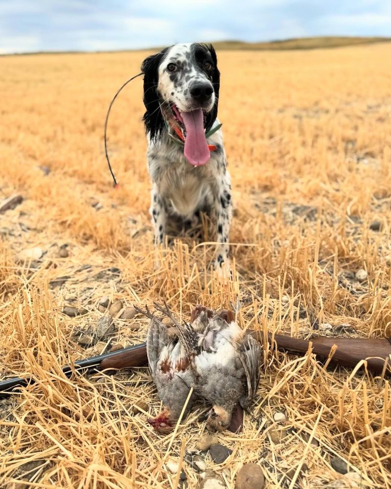 English Setter