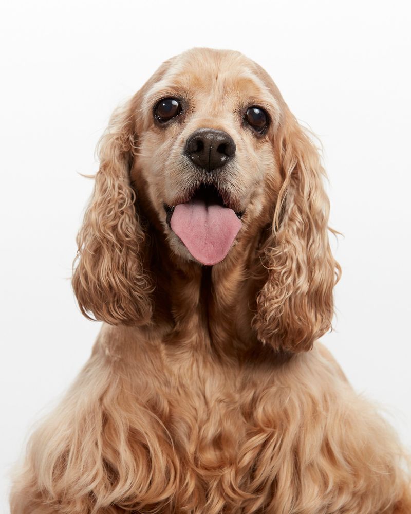 Cocker Spaniel