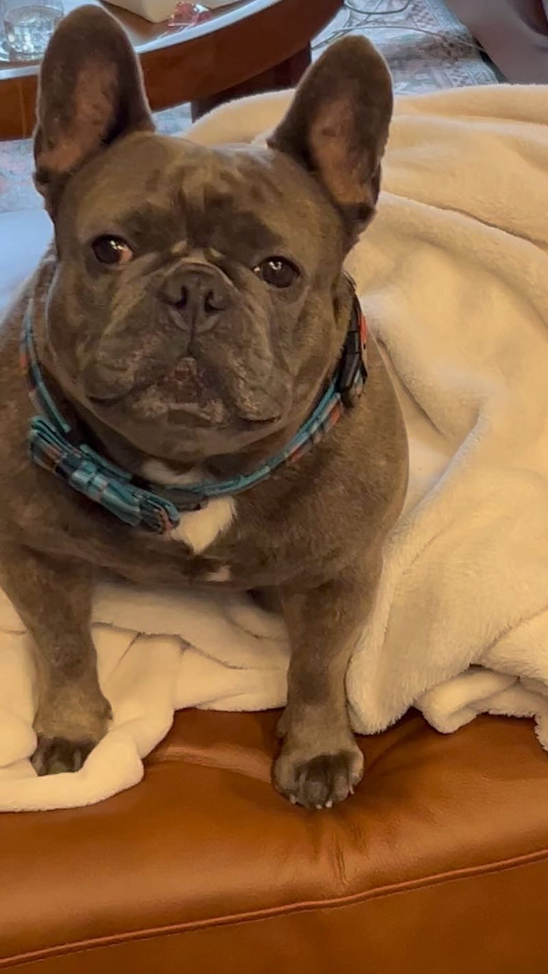 French Bulldog