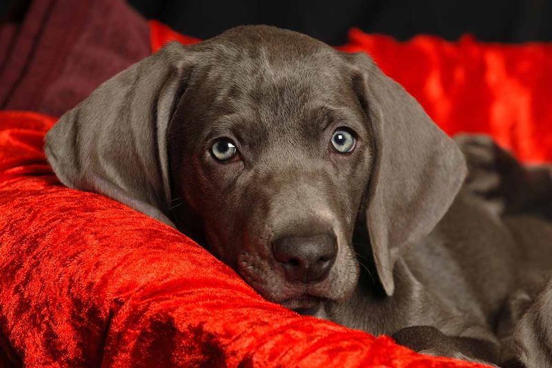 Weimaraner