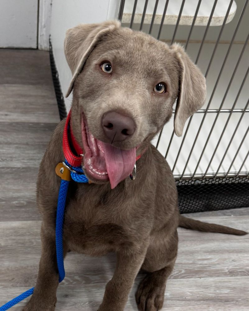 Weimaraner
