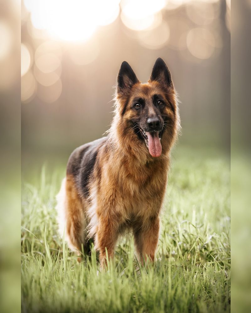 German Shepherd