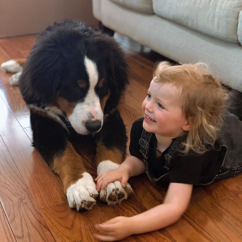 Bernese Mountain Dog