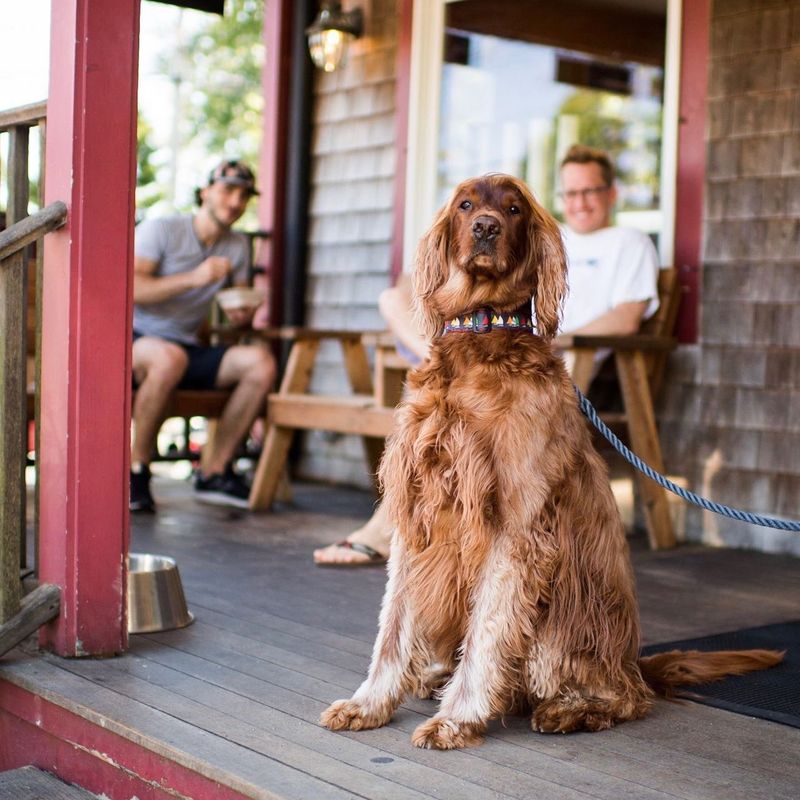 Irish Setter