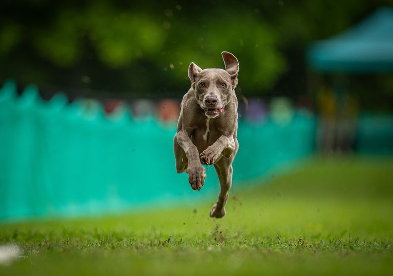 Weimaraner