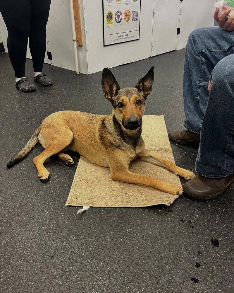 Belgian Malinois