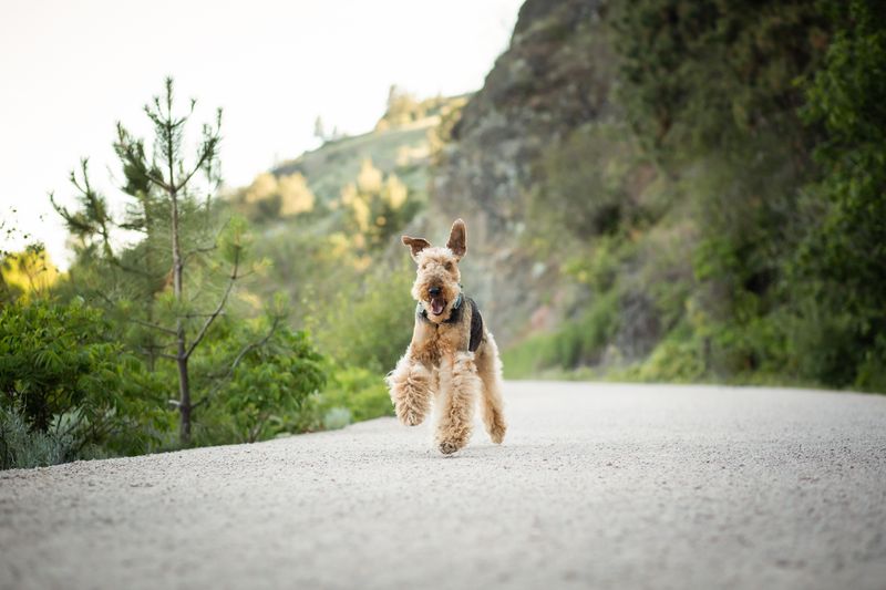 Airedale Terrier