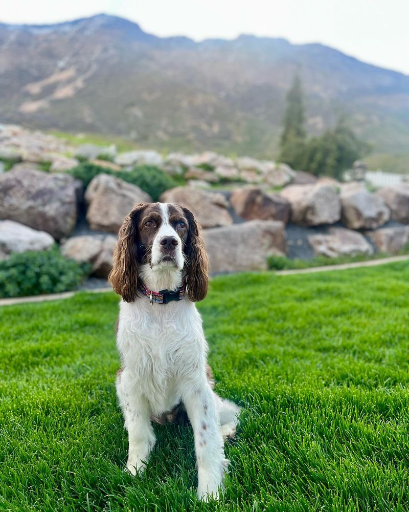 English Springer Spaniel