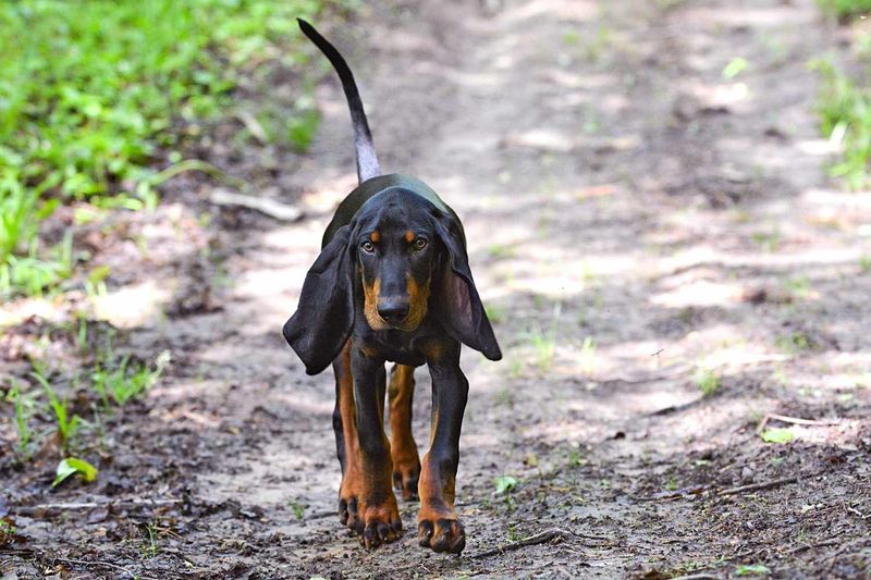 Coonhound