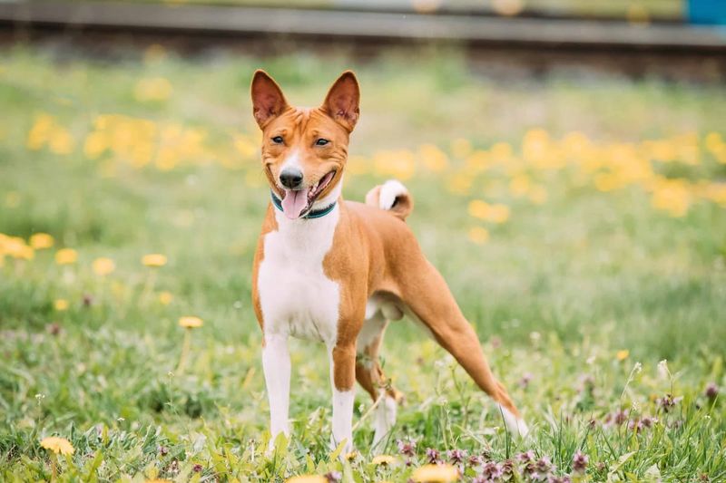 Basenji