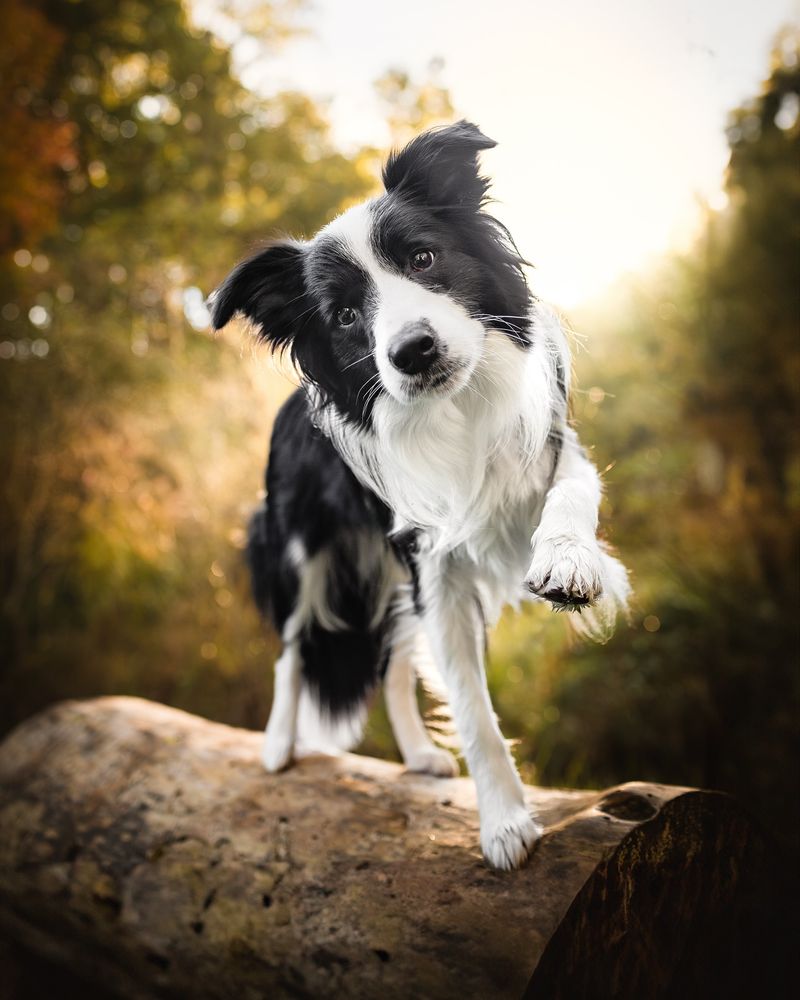 Border Collie