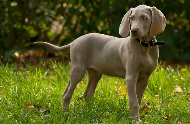 Weimaraner