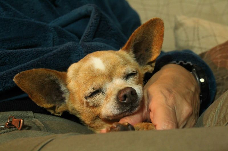 Devoted Companions