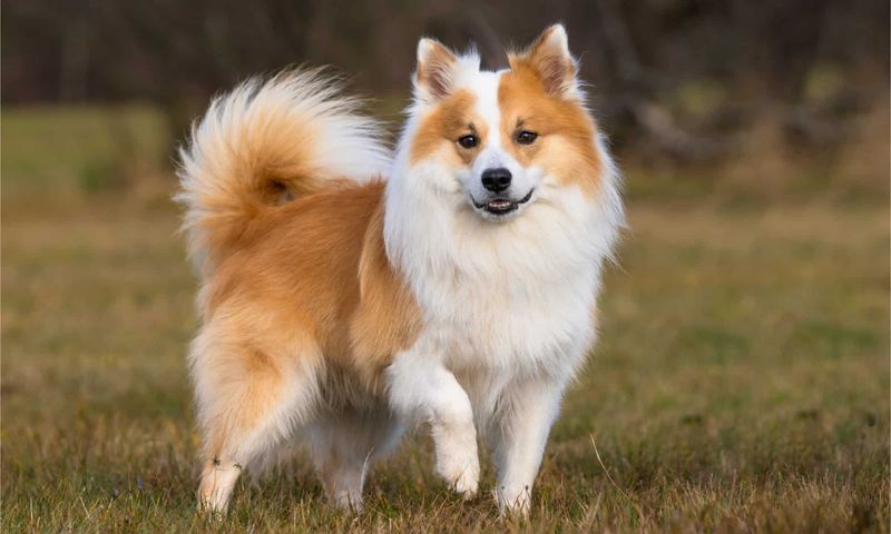 Icelandic Sheepdog