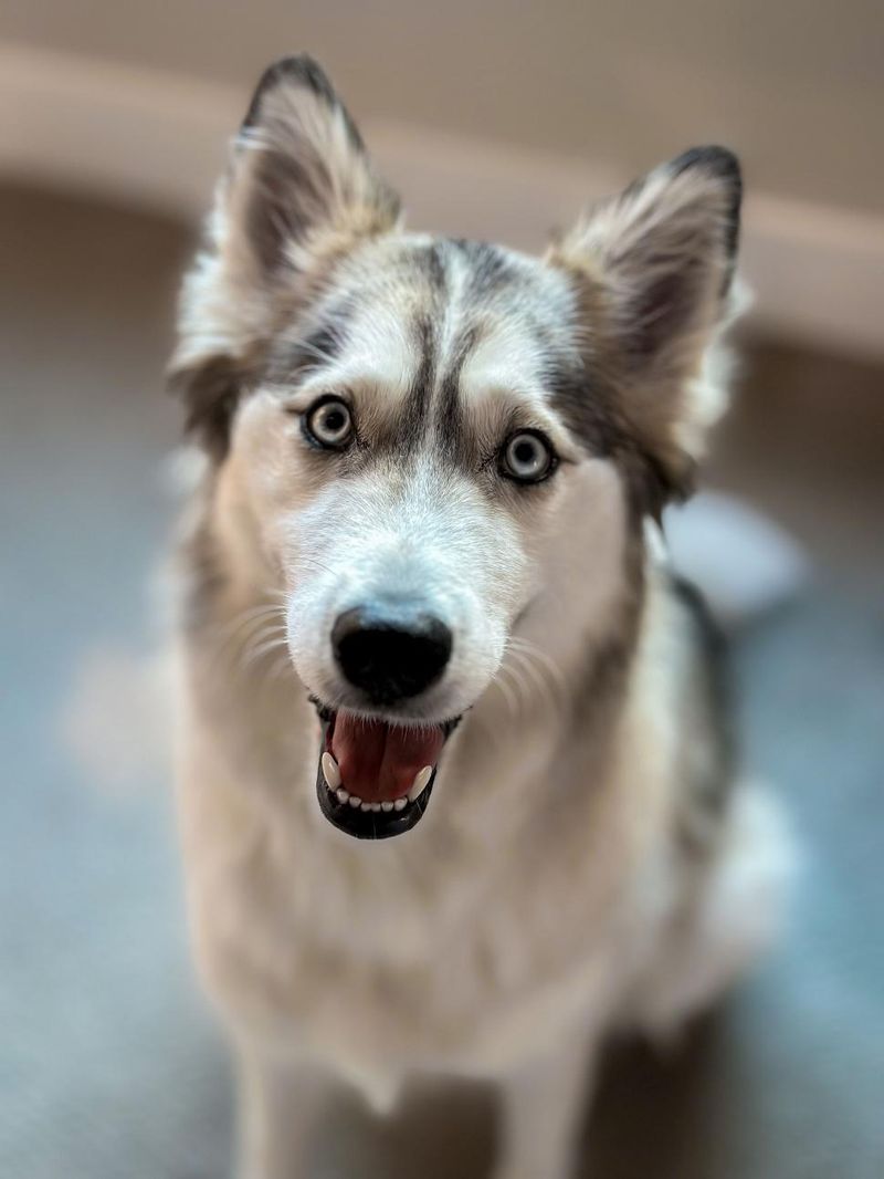 Ears Perked Up