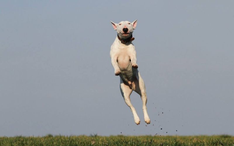 Playful Bouncing
