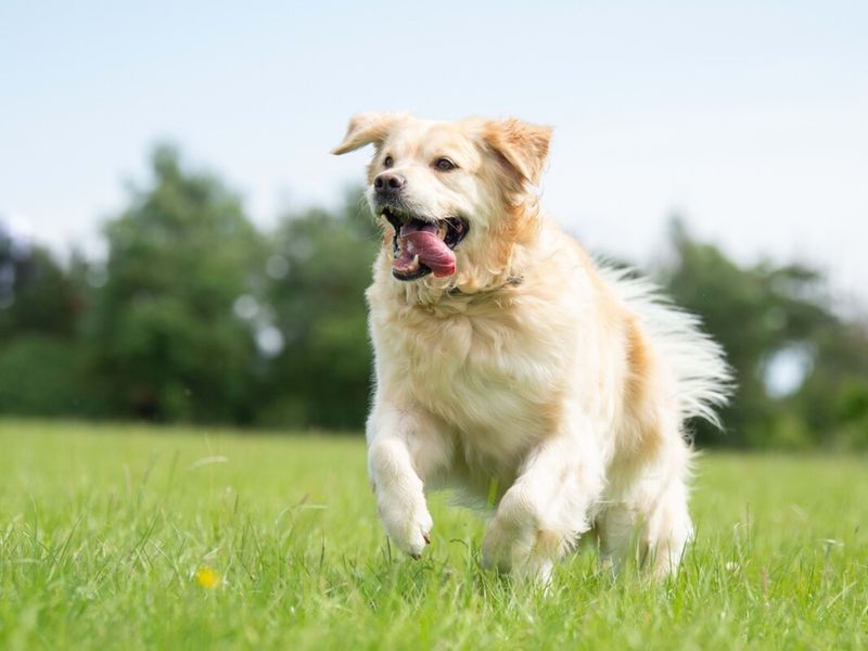 Playful Behavior