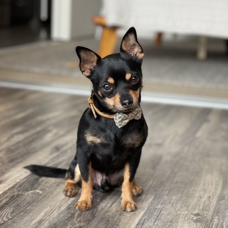 Chihuahua