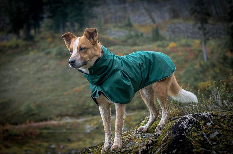 Weather Protection: Dog Jacket