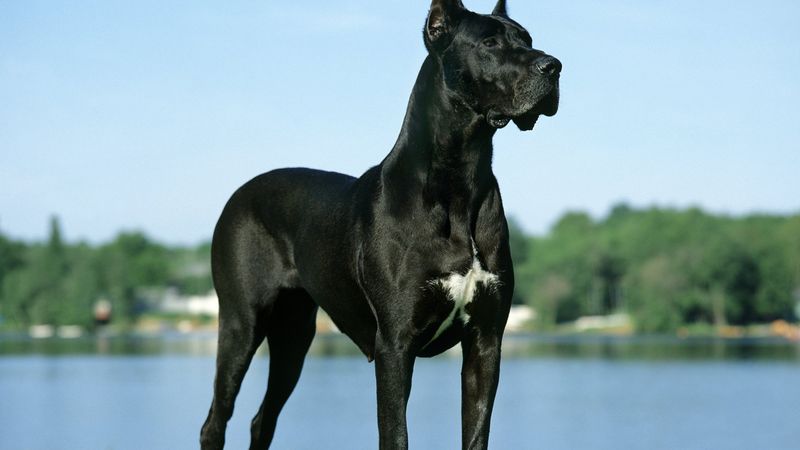 Stalwart Great Dane