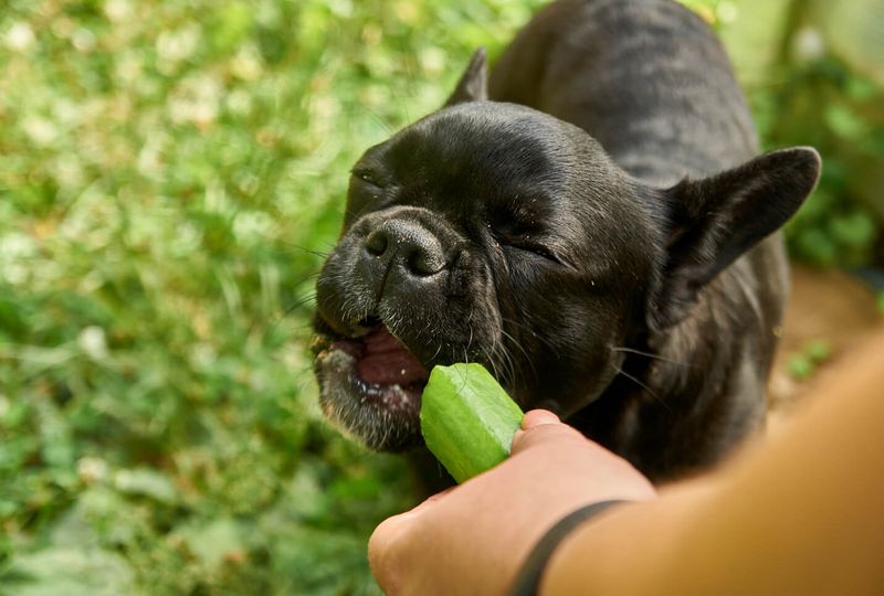 Cucumbers
