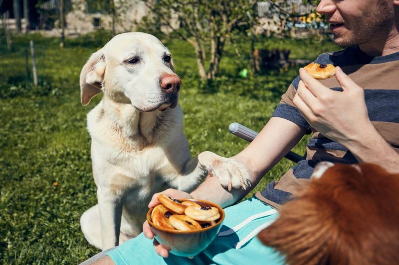 Begging Behavior