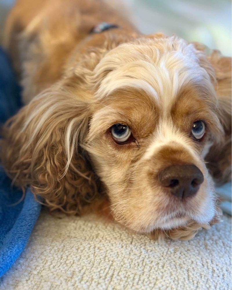 Cocker Spaniel